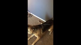 German Shepherd says “I want food”