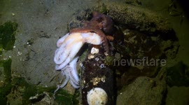 Sad moment octopus checks on dead friend