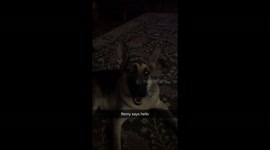 German Shepherd says hello
