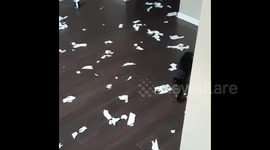 Kitten leaves house in complete mess after destroying two toilet paper rolls