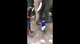 Celebrity elephant is gentle giant as he lets toddler feed him bananas