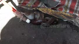 Sunbeam snake caught after wrapping itself around a rat