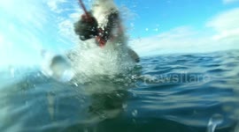 Quick Cameraman Captures White Shark Going Full AirJaws!