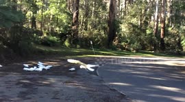 Slo-Mo Graceful Cockatoo Landing
