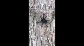 Spider on tree