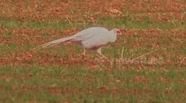 Incredible video shows an albino pheasant spotted in a field