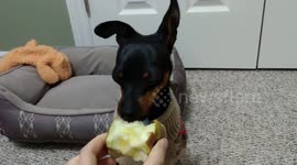 Tiny dog eats an apple