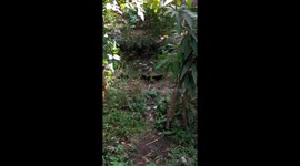 Birds enjoying in water in tub so beautiful to watch.
