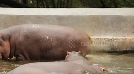 Naughty hippo sprayed his dung on partner hippo luckily captured on camera
