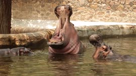 Hungry hungry hippos! Family of hippopotamuses play game of opening their mouths wide