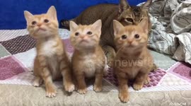 Cute kittens bob their heads in unison when following a cat teaser