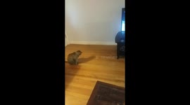 14 year old rescue kitty. Meat Paddy learn how to play again!