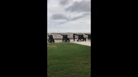 Pigeon shot by cannon in Malta