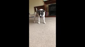 Big dog vs tiny feather