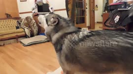 Howling Sojou To the sound of her Squeaky Toy