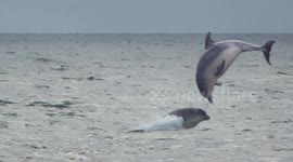 A playful pod of Bottlenose dolphins spotted off the Scottish coast
