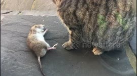 The moment every cat owner dreads - a furry present!