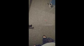 Kittens do the Darndest things