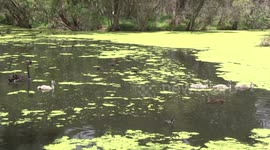 Cute Black Swan cygnets swimming to eat delicious duckweed