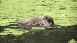 A funky Black Swan cygnet eating duckweed with its leg up
