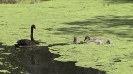 Mother Black Swan female swims to check on her cygnets eating duckweed closer