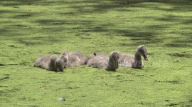 Gorgeous Black Swan cygnets gobbling up duckweed - a head on view