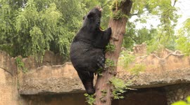 Watch this incredible footage of wild himalayan black bear shows off impressive climbing skills