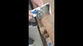 Poor tomtit bird stuck in to the mouse trap.. :(