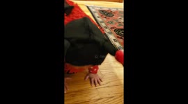 Caught on camera huge ladybug