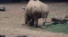 White Rhino Animal