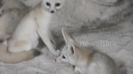 Adorable Fennec Fox Animal