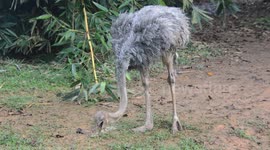 Close Up View of Ostrich Eating Grasses