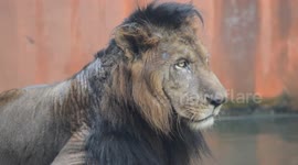 Close Up View of Male Lion Animal