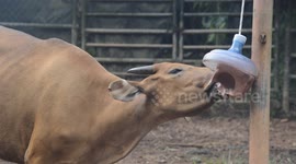 Cow drinking Water