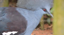 Close Up View of Crowned pigeon