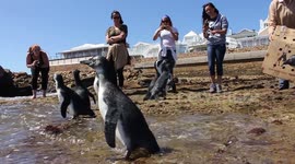 FREEDOM!! Rescue Penguins Released Into The Wild!
