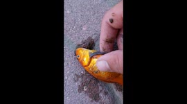 Pulled worm out of my fish
