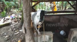 funny dogs videos