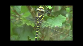 Golden ringed Dragonflies Cordulegaster boltonii at Glasdrum Wood, Scotland