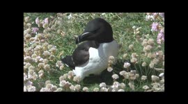 Razorbills Alca torda filmed on the Isle of Lunga in Scotland