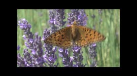 Niobe Fritillaries Argynnis niobe form eris feeding on Lavender Lavandula sp Ardeche