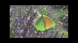 Cleopatra Butterflies Gonepteryx cleopatra males feeding on Lavender, Ardeche, South of France