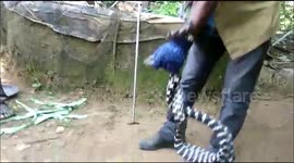 Experts baffled by mystery species of snake found in Indian village