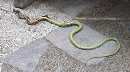 Unlucky snake sizzles while shorting 40,000-volt power line in Thailand