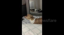 Dog has hilarious reaction to smelling cough syrup