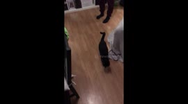 Silly kitten chasing laser