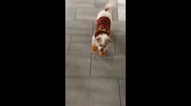 Small dog