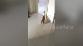 Cat trying to steal chips gets head stuck in can