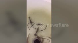 Male shrimp shoos other fish away from his pregnant partner