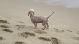 Dog at the Beach